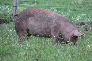 The Tamworth, originally called "the Irish Grazer," was imported from Ireland to England by Sir Robert Peel in the early 19th century.¹ This breed is marked by its reddish brown skin and erect ears. Trivarelli, TGG.