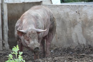 Rodney is a 6-year old Tamworth bought from the High Meadows Farm in Delhi, NY. As a breeding boar, he will live out his days in the barn. Trivarelli, TGG.