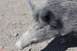 The Tamworth, originally called "the Irish Grazer," was imported from Ireland to England by Sir Robert Peel in the early 19th century.¹ This breed is marked by its reddish brown skin and erect ears. Trivarelli, TGG.