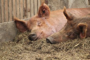 Hay is an important part of the de Martines's pigs' diet. It's good for their stomachs, providing fiber and preventing ulcers. It also supplements the pasture-feed during the long winter months when there is no pasture to graze on. Trivarelli, TGG.