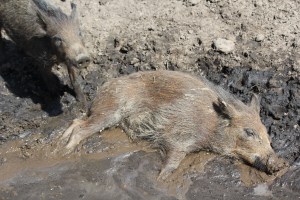 A European Wild Boar piglet stays cool in the mud. Did you know that pigs do not have sweat glands and would die of heat stroke if they didn't have mud pools to keep cool? Otherwise, hogs prefer to be clean. Trivarelli, TGG.